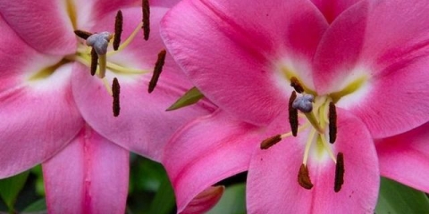 Šta učiniti ako lišće ljiljana požuti (uzrok i liječenje)